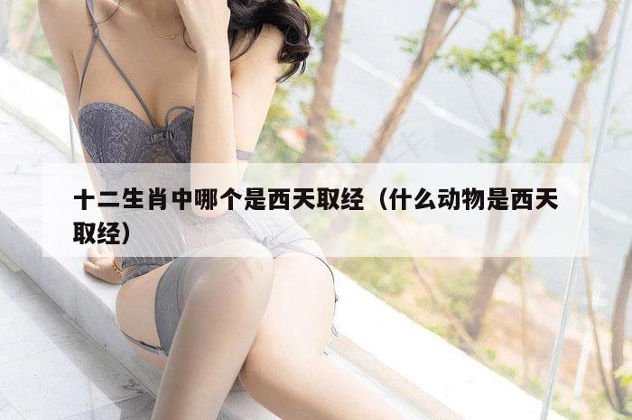 十二生肖中哪个是西天取经（什么动物是西天取经）